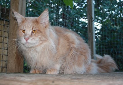 19.8.10-affe (29K)